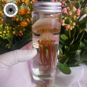 Real Red Moon Jellyfish Wet Specimen Preserved in Glass Jar Ocean Curiosity Decor Unique Handmade Gift for Sea Lovers - Etsy