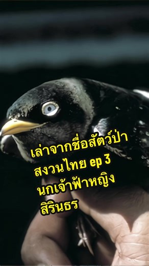 นกเจ้าฟ้าหญิงสิรินธร: การอนุรักษ์สัตว์ป่าสงวนไทย