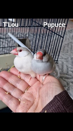 12 reactions · 7 comments | T'Lou fait enfin sa 1ère vrai sortie avec l'aide précieuse de Pupuce  #paddadejava #apprivoiser #paddaapprivoivé #padda #oiseauapprivoise #moineaudejava #Calfat #javasparrow | Mes P'tites Plumes de Padda | Facebook