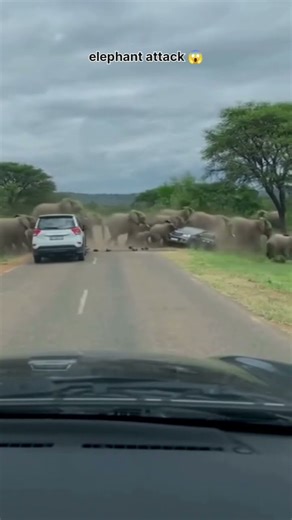 elephant attack 2026😱 || #attack #elephant #reels
