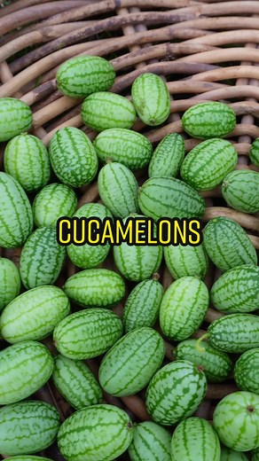 Cucamelons, also known as Mexican Sour Gherkins or Mouse Melons. Surprisingly, the cucamelon is neither a cucumber or a melon although it is part of the Cucurbitaceae family. In Spanish it’s called ‘Sandita’ which translates to ‘little watermelon’. 🍉 #fyp #foryoupage #cucamelon #allotment #gardening101 #organicgardening #growingfood #cucamelons