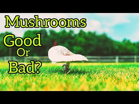 How To Get Rid of Mushrooms and Lawn Disease