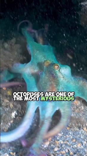 Masters of Camouflage: The Incredible Color-Changing Octopuses