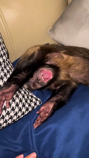 Adorable Capuchin Monkey with a Shiny Smile