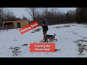 Puppy Training the Focus Heel: "Heeling Stick" SHIELD K9