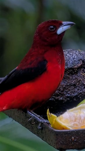 8.4K views · 643 reactions | 朗 This male Crimson-backed Tanager perches on the edge of the feeder platform for a long nibble of orange. These tanagers live in the lowlands and valleys of northern Colombia, northwestern Venezuela, and Panama. Adult males have scarlet flanks, a deep velvety crimson head and back, and a brilliant white base on their bills. Watch LIVE at https://AllAboutBirds.org/PanamaFeeders | Bird Cams | Facebook
