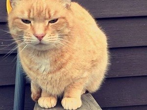 ‘Very Friendly’ Cat Missing In Middletown: Animal Control