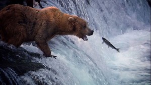 Join us for a 24-hour journey through the kingdom of cats as they out-hunt and out-compete the rest of the animals to hold their place at the top of the food chain. #NatGeoAfrica | National Geographic Africa