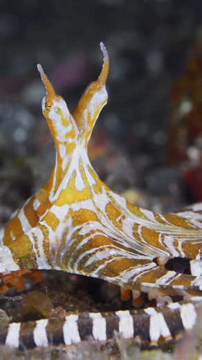 Did you know about the wonderpus octopus? This amazing creature is known for its striking appearance and incredible ability to mimic other sea animals to avoid predators. The wonderpus octopus has long, slender arms marked with distinct white and brown patterns that change as it moves through the ocean. It’s not just beautiful; it’s also a master of disguise, using its skills to blend into its surroundings seamlessly. Fascinating, isn’t it? Dive deeper into the world of these captivating sea cre