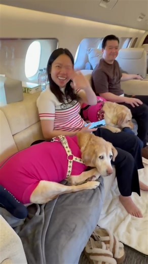 Fly with Your Pet: K9 JETS Private Jet Service