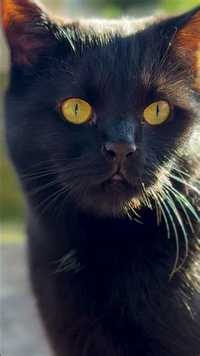 Day 218: The Diary of Mr Freddie Mercury (the feline). Ratón at Dawn. #cat #blackcat