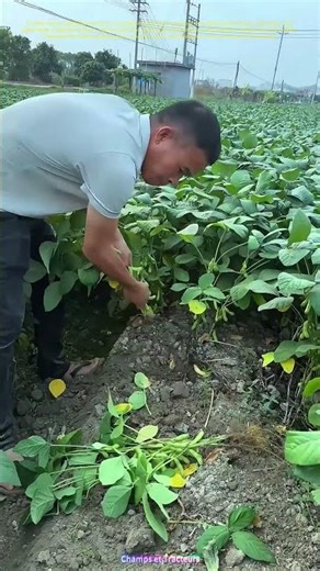 Récolte matinale : La cueillette des gousses au cœur des rangées
