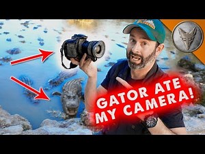 Gator Ate My Camera!