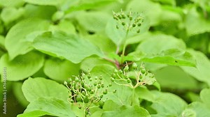 Cornus sanguinea, common dogwood or bloody dogwood, is dogwood native to most of Europe and western Asia, from England and central Scotland east to Caspian Sea. It is widely grown as ornamental plant