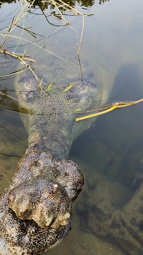 Face to face with the mighty male Gharial🐊💚💚 #gharial #crocodile #naturalphenomenon | Snake Rescue and Conservation Centre