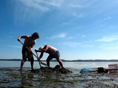 How to Dig a Geoduck (shovel)