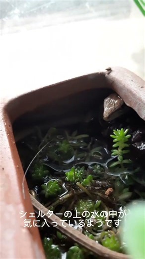 水の中にカナヘビ！？#トカゲ#カナヘビ