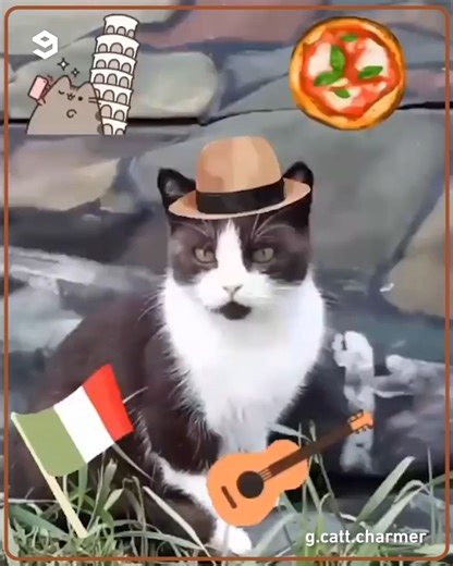 820K views · 10K reactions | summoning cats in different languages g.catt.charmer | IG | Meowed | Facebook
