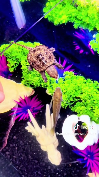 Shelldon’s got recoil!