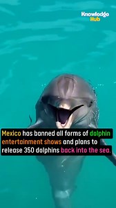 Mexico dolphins | Knowledge Hub