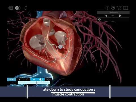 Visible Body | Physiology & Pathology - Beating Heart Simulation [PROMO]