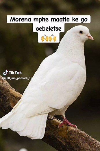 #zcc #zccmyeverything🙏🙏🙏😘 #zccfemalechoir #moria #kgotsong #diphala #ngwanasione🔥