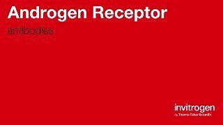 Anti-Androgen Receptor Antibodies | Invitrogen
