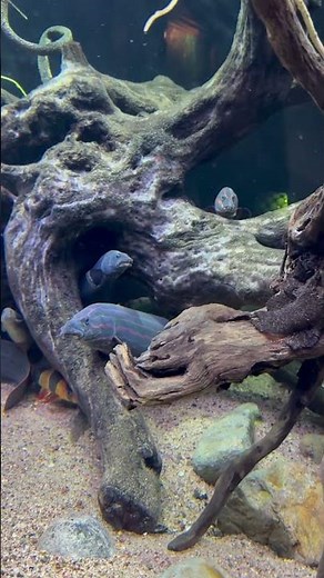 Incredible 570 Gallon Aquarium