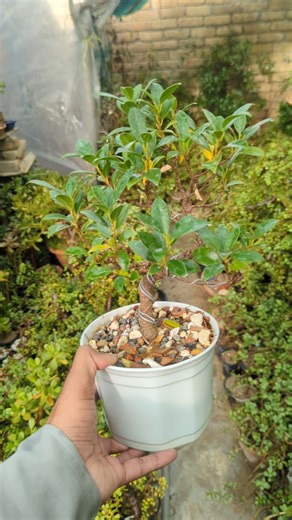 Ficus Under Training #jadebonsaipakistan