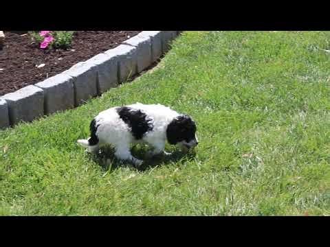 Cockapoo Puppies For Sale