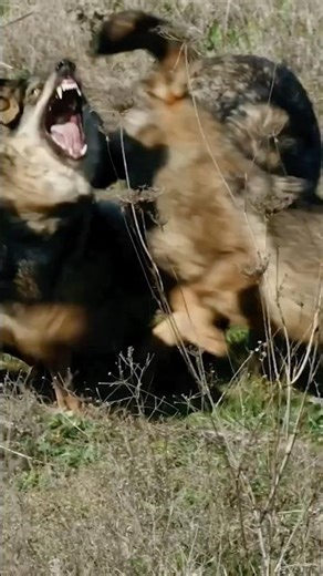 Wolves in a moment of anger #animals #viralvideo #shorts