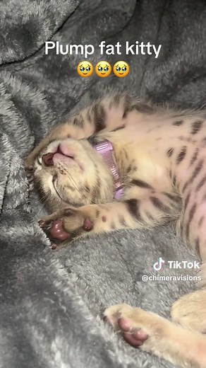 Adorable Fat Cat Videos That Will Melt Your Heart