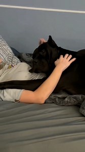 Giant Corso Love Cuddles ❤👀 #canecorso #canecorsopuppy #canecorsolove #canecorsofans #dogs #puppies | Big Boy Corso.