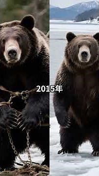北海道で400kg級の巨大ヒグマ捕獲