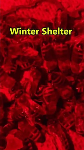 Bee Wintering in a Cold Shelter #lifeofbees #beekeeping #honeybees #beehive #winterbees