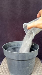 🫥planting stem cuttings of premna microphylla bonsai material #bonsaitree #bonsaiindonesia #bonsaisancang #SpookySeason #fblifestyle | Ara Jaber Bonsai