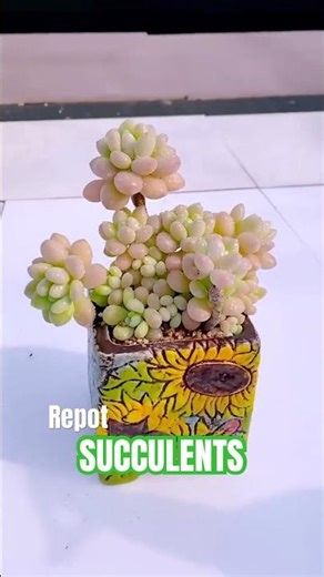 EASY Succulent Repotting! 🪴 Simple Step-by-Step Guide for Beginners