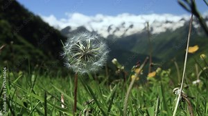 Close-up of Dandelion (Taraxacum). Pyrenean landscape of a green spring valley with the wind blowing through the vegetation and snow-capped mountains in the background.