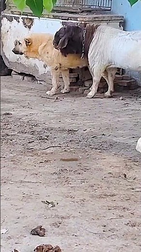 Sheep and Dog Living Together on a Peaceful Farm 🐑🐶🌿