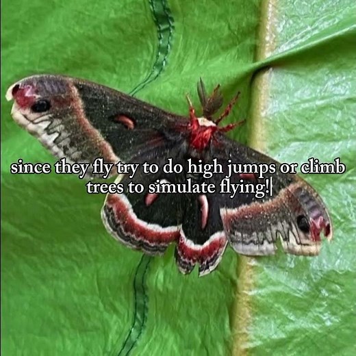 How to deal with species dysphoria as a moth therian #antizoo #therianthropy #therian #alterhuman
