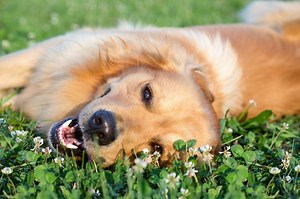 Dog Toothache Symptoms: Signs Of Dental Pain In Dogs - Cuteness