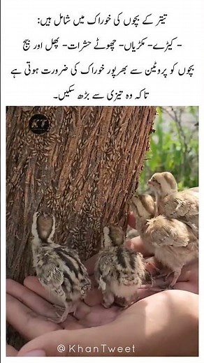 What Do Quail Chicks Eat? | Diet & Nutrition Explained "