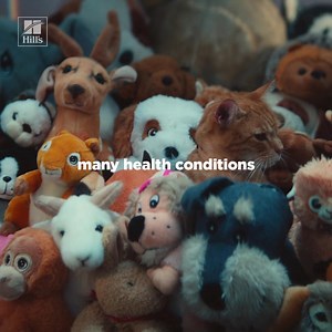 Many signs of health conditions are hard to see. Hill’s Hidden Condition Checker can help. | Hill’s Pet Nutrition