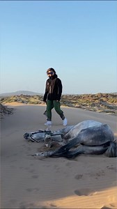 Gray Stallion galloping free on the beach. #EpicAdventure#StallionGalloping #BeachRiders #WildRide #UnstoppableGirls #Horsepower #AdrenalineJunkies #CoastalJourney#ThrillsOnTheSand #ViralVideo | Oussama_horserider