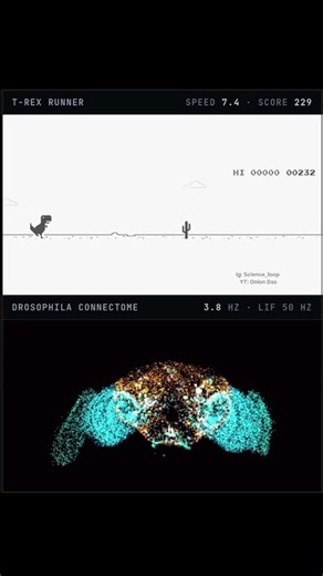 Fruit Fly Brain now can play T-rex