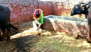 12K views · 87 reactions | Village working routine in Punjabi style | North-Indian Cooking | Facebook