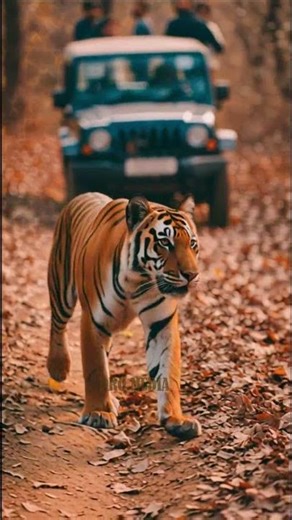The Royal Bengal Tiger #tigersightings #tiger #wildlife