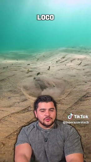 Diferencias entre Rayas y Mantarayas: Explorando el Mar