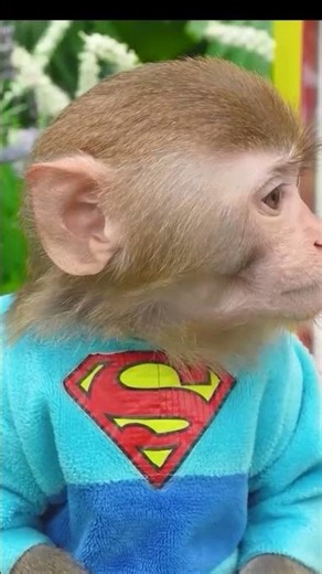 #monkey #monkeybaby #animalshome