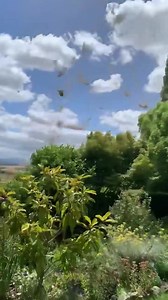 “It’s a tornado!” 😱😳 Check out this crazy vision from Evandale in Northern Tassie showing freshly mown hay being swept up into the air and swirling around. 🎥: Deborah Atkins More from ABC Northern Tasmania: abc.net.au/northtas | ABC Northern Tasmania